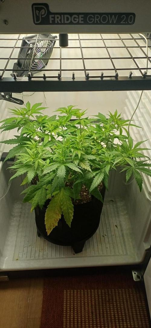 Pineapple Express. Week 6