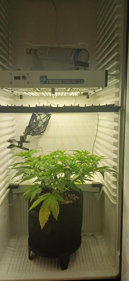 Pineapple Express. Week 6