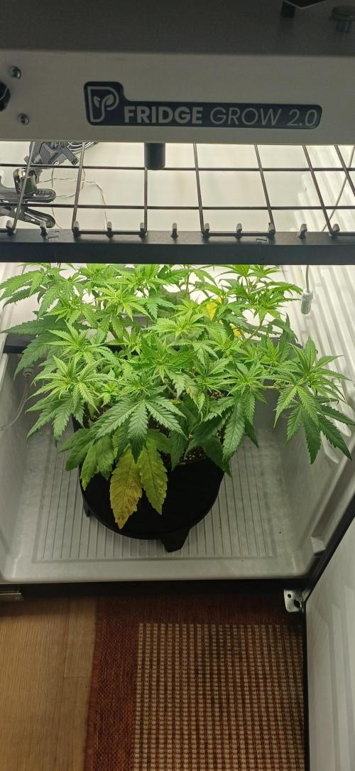 Pineapple Express. Week 6