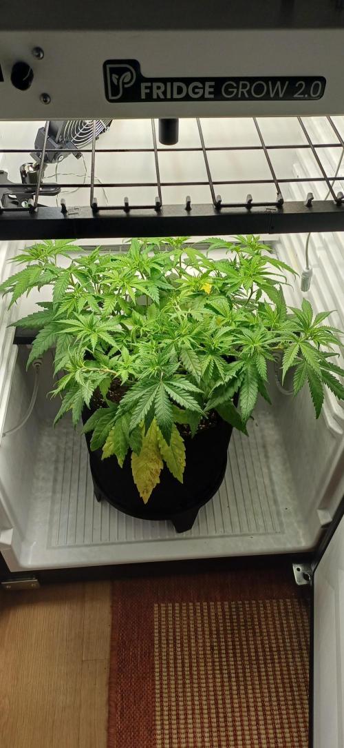 Pineapple Express. Week 6