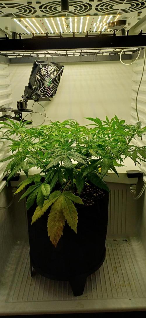 Pineapple Express. Week 6