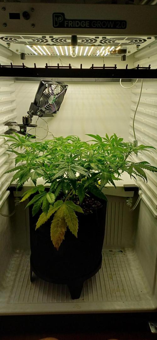 Pineapple Express. Week 6
