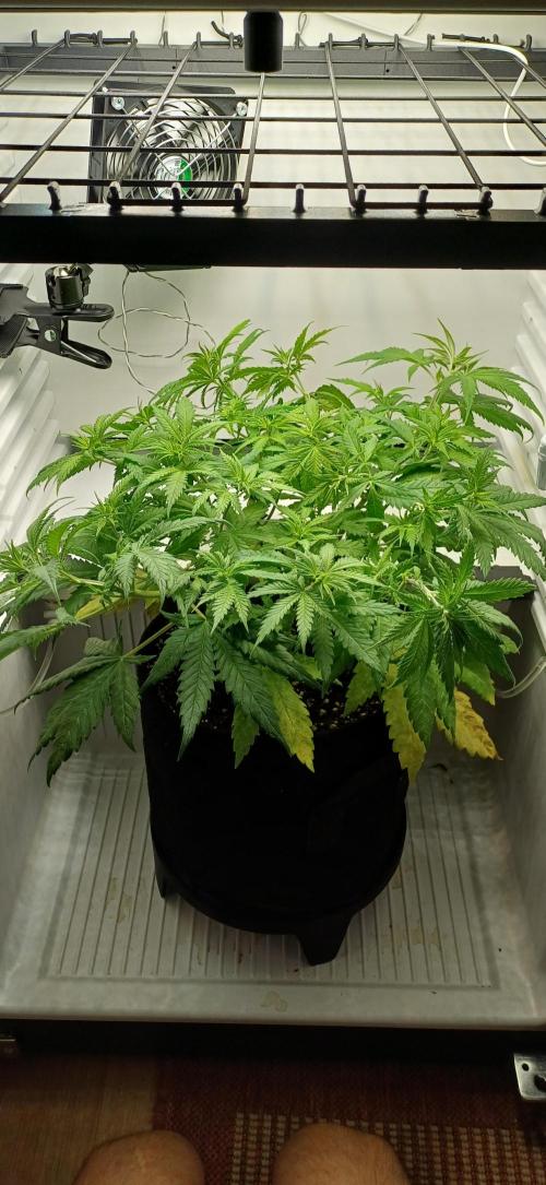 Pineapple Express. Week 6