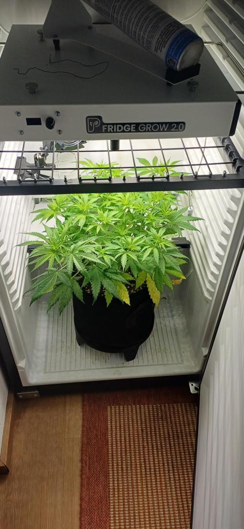 Pineapple Express. Week 6