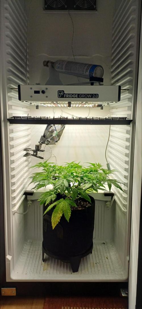 Pineapple Express. Week 6
