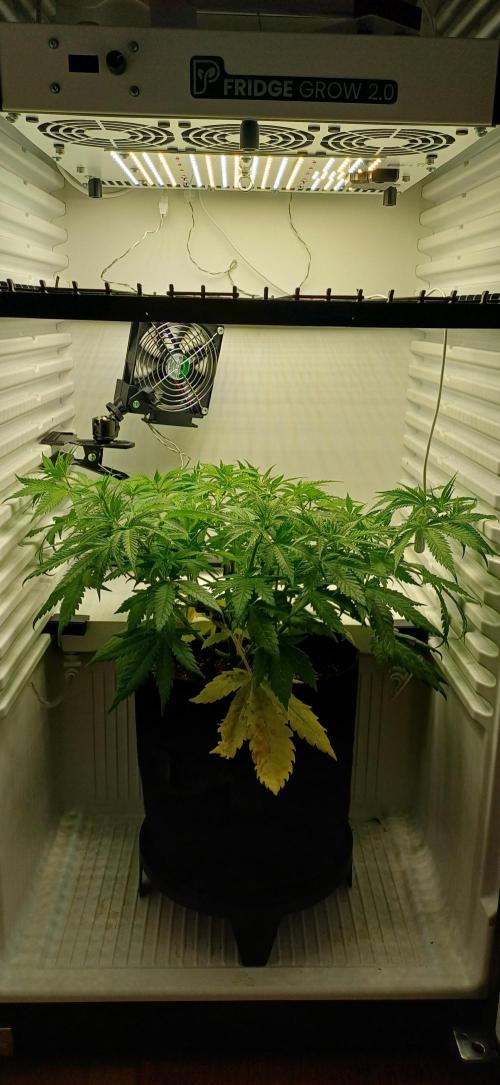 Pineapple Express. Week 6