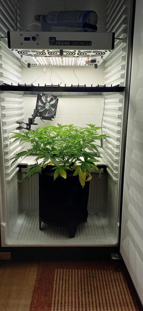 Pineapple Express. Week 6