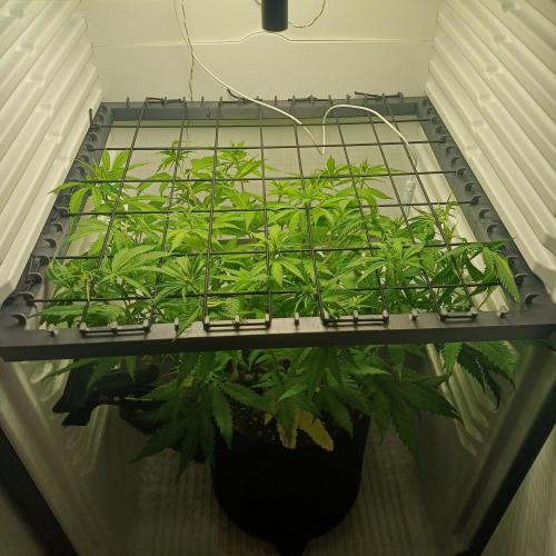 Pineapple Express. Week 7