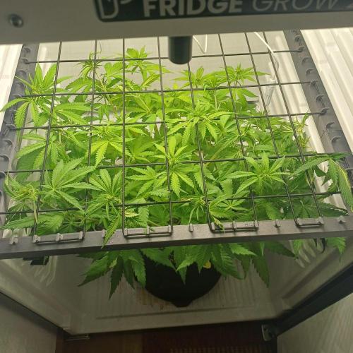 Pineapple Express. Week 7
