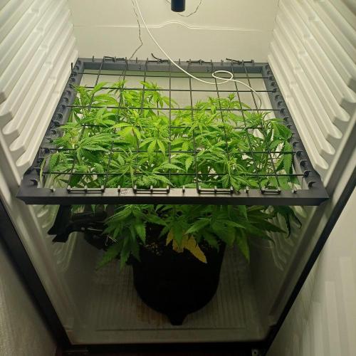 Pineapple Express. Week 7