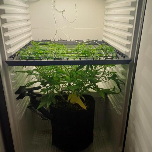 Pineapple Express. Week 7