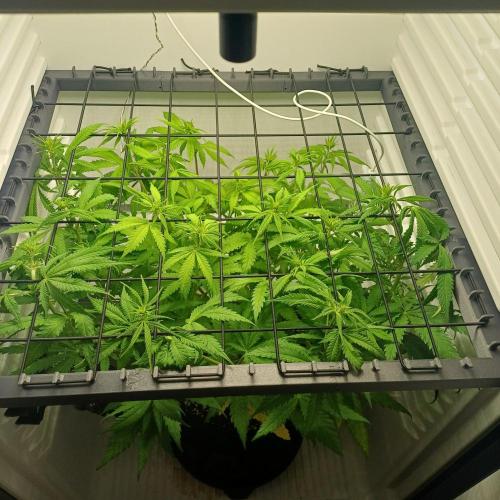 Pineapple Express. Week 7