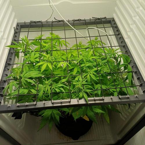 Pineapple Express. Week 7