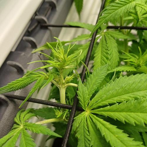 Pineapple Express. Week 7