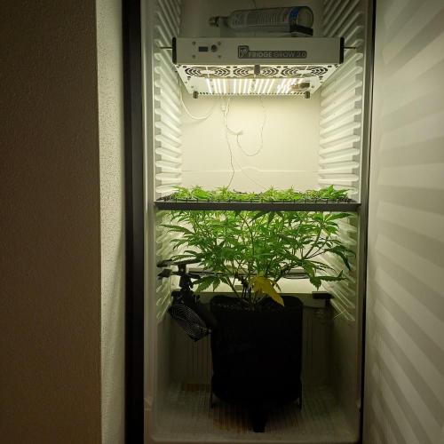 Pineapple Express. Week 7