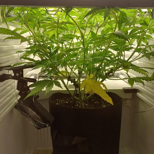 Pineapple Express. Week 7