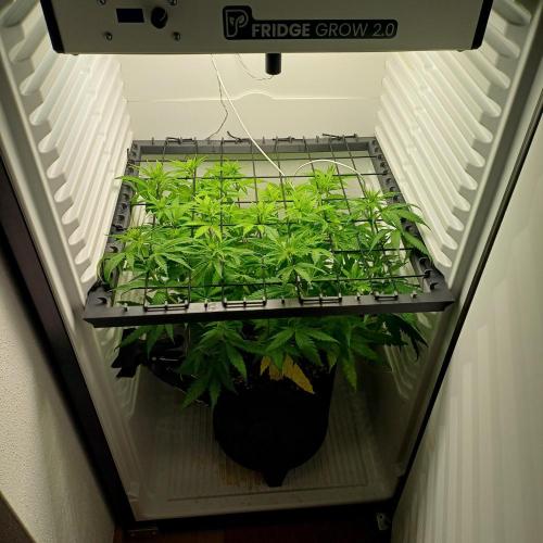 Pineapple Express. Week 7