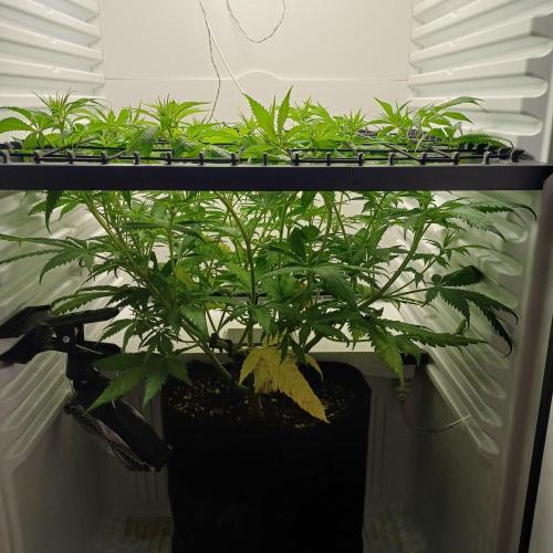 Pineapple Express. Week 7