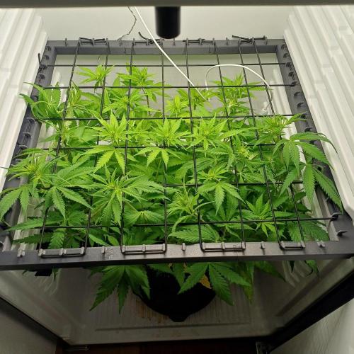 Pineapple Express. Week 7