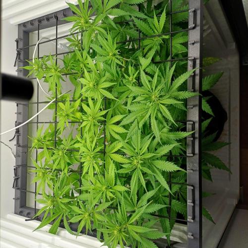Pineapple Express. Week 7
