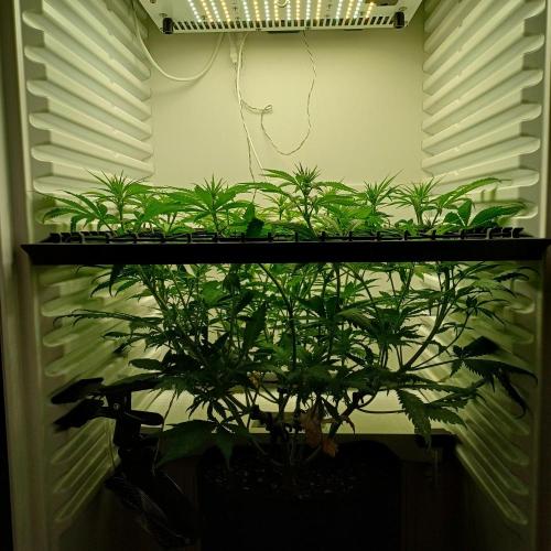 Pineapple Express. Week 7