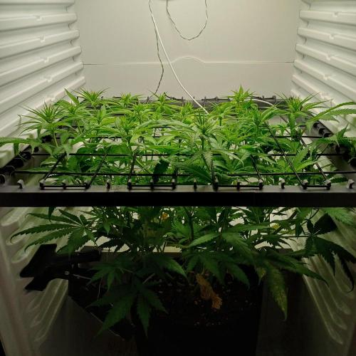 Pineapple Express. Week 7