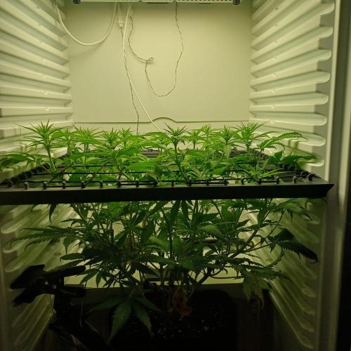 Pineapple Express. Week 7