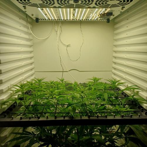 Pineapple Express. Week 7