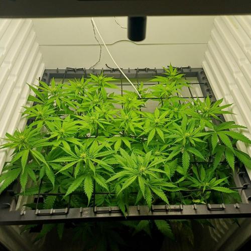 Pineapple Express. Week 7