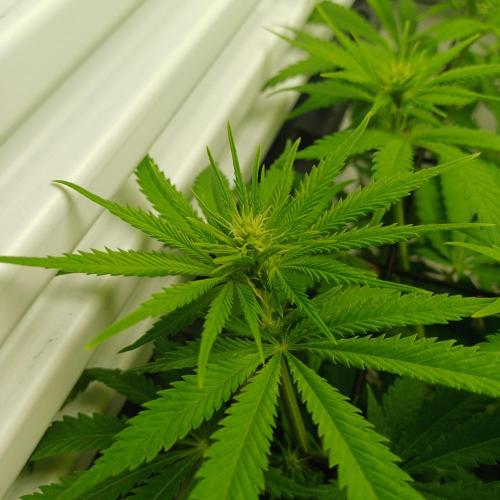 Pineapple Express. Week 7