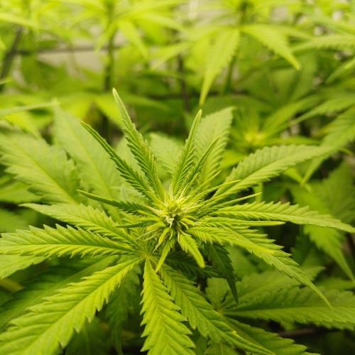 Pineapple Express. Week 7