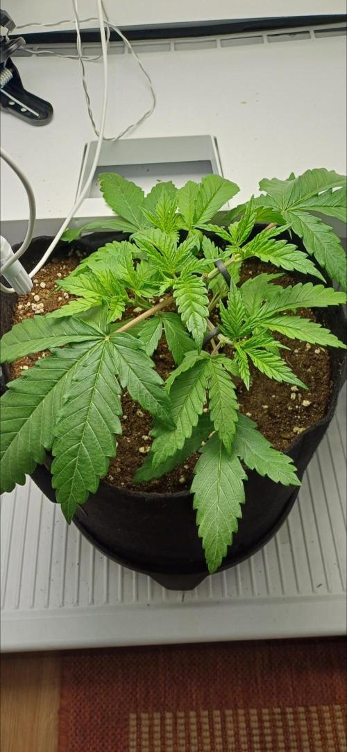 Pineapple Express. Week 4
