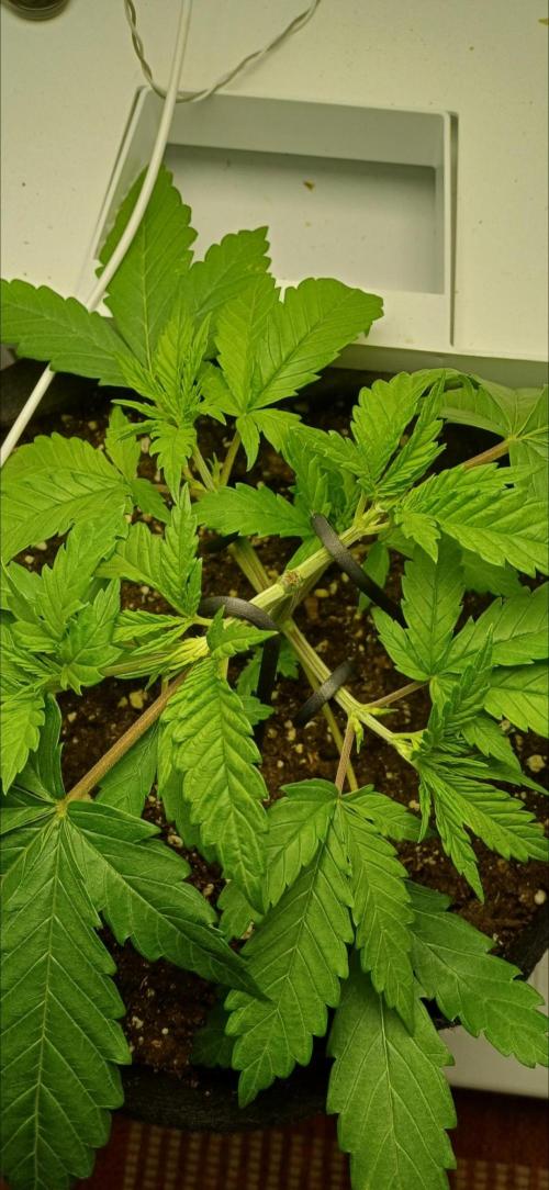 Pineapple Express. Week 4