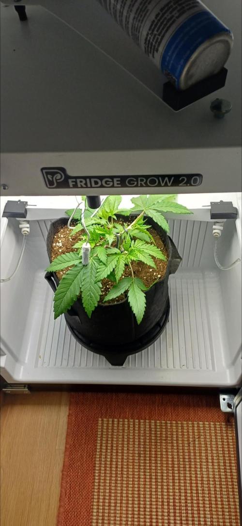 Pineapple Express. Week 4