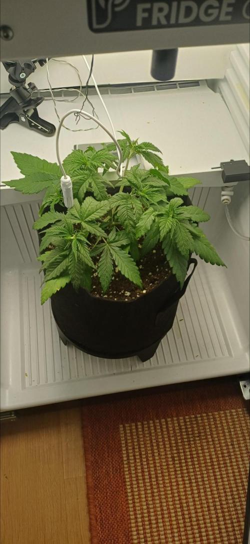 Pineapple Express. Week 4