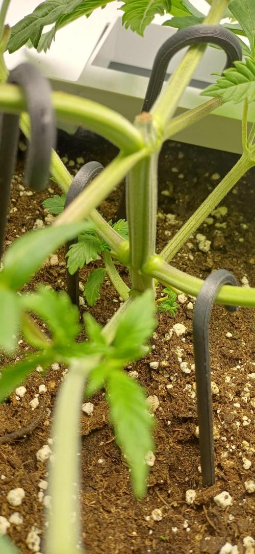 Pineapple Express. Week 4