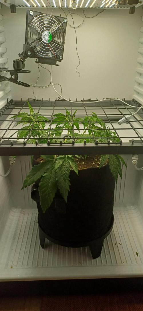 Pineapple Express. Week 5