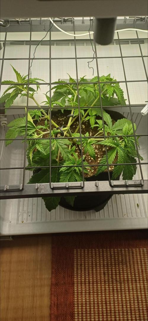 Pineapple Express. Week 5