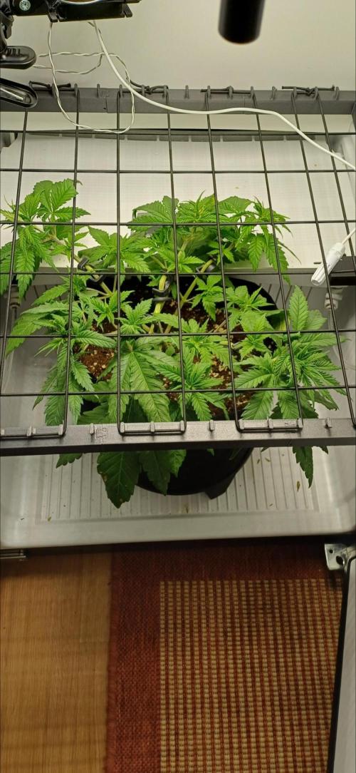 Pineapple Express. Week 5
