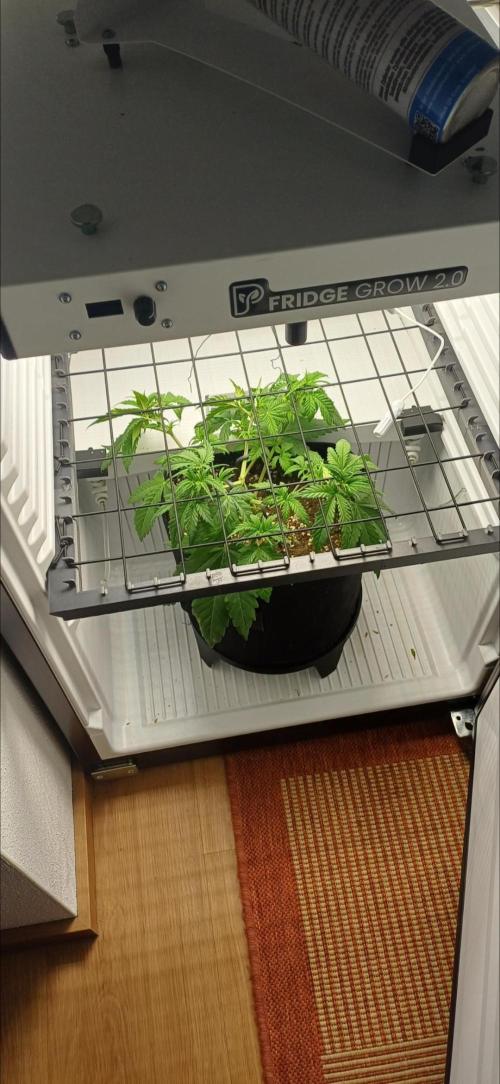 Pineapple Express. Week 5