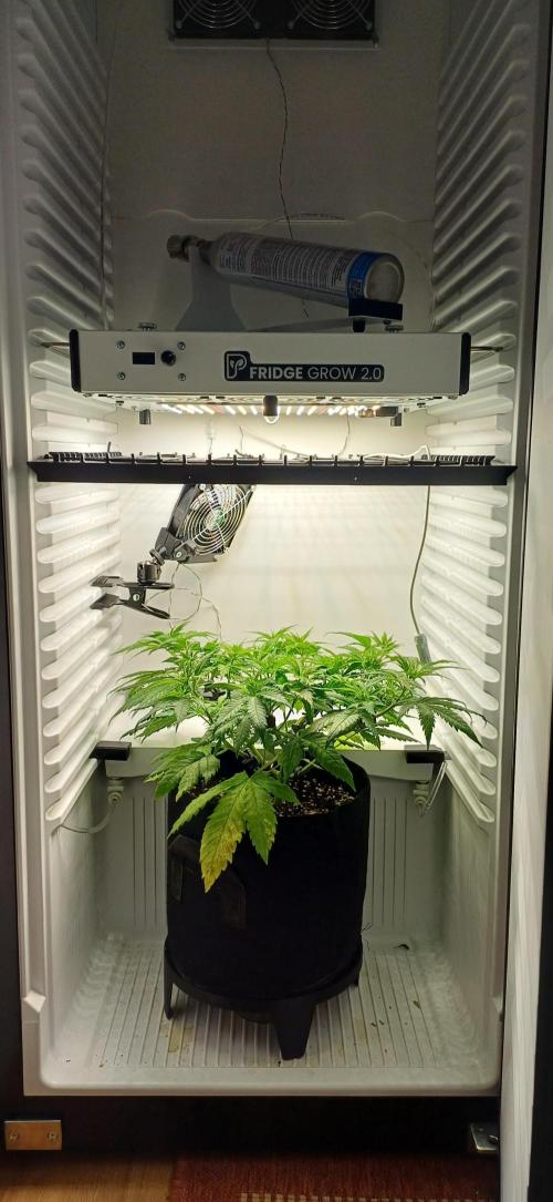 Pineapple Express. Week 5