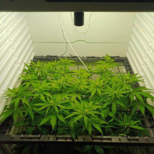 Pineapple Express. Week 8