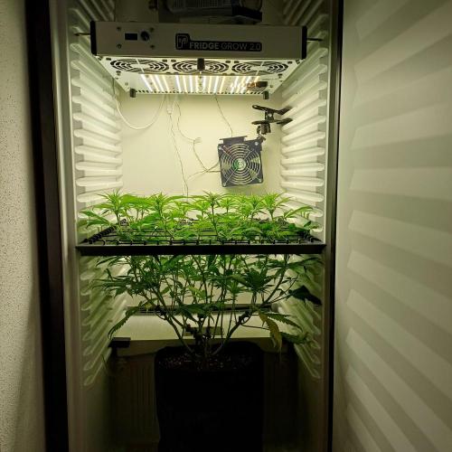 Pineapple Express. Week 8