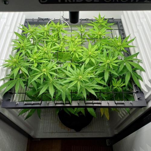 Pineapple Express. Week 8