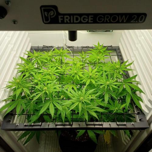 Pineapple Express. Week 8