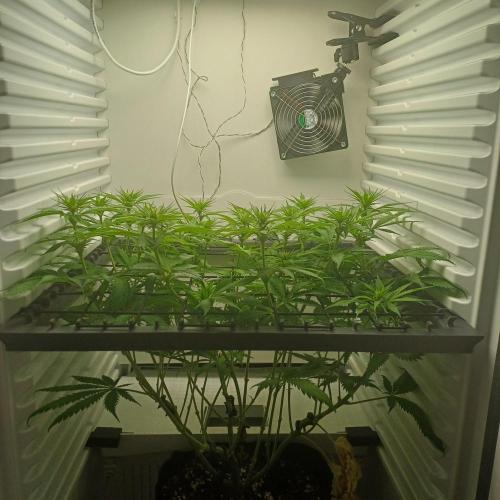 Pineapple Express. Week 8
