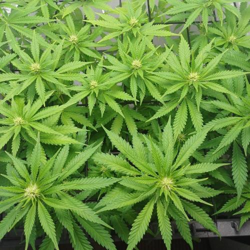 Pineapple Express. Week 8