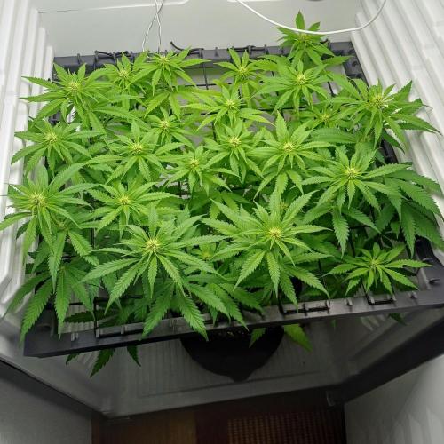 Pineapple Express. Week 8