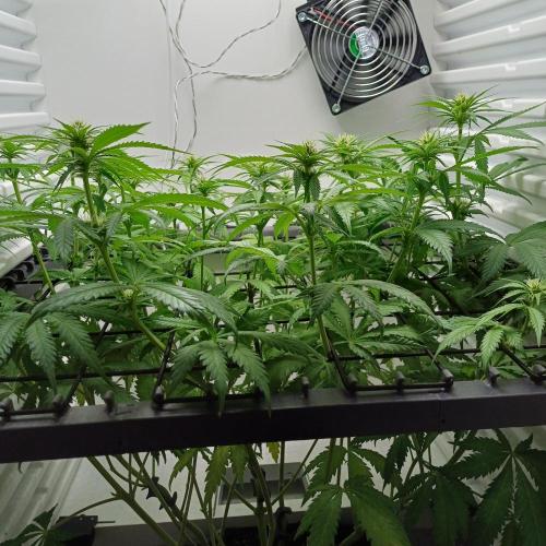 Pineapple Express. Week 8