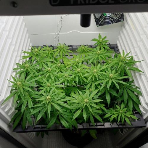 Pineapple Express. Week 8
